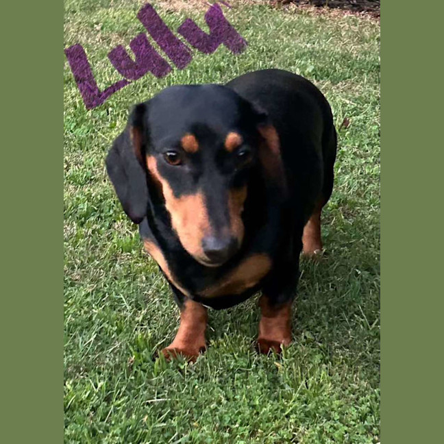 Photo of Lulu