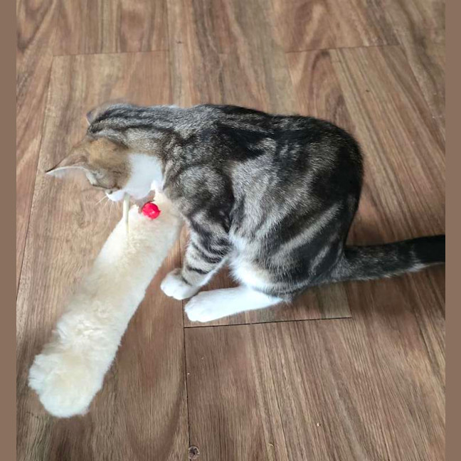 Photo of Chooper