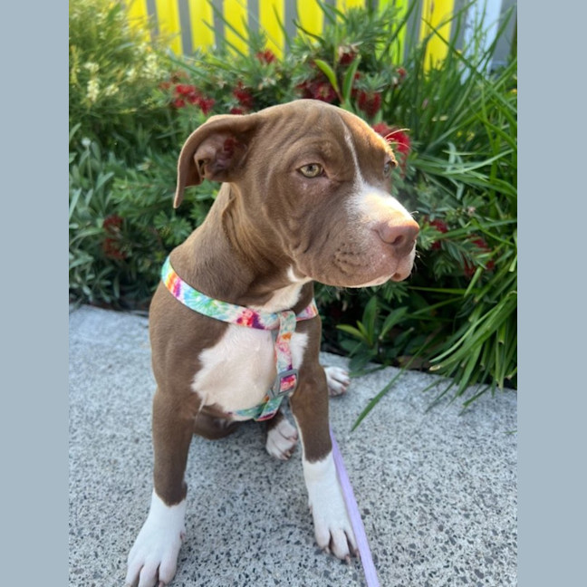 Photo of Yogi Imp 1668