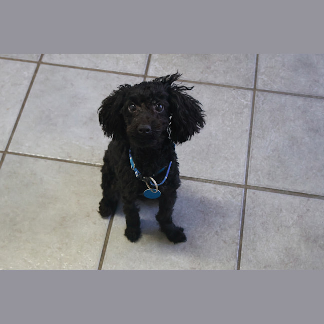 Photo of Sammy