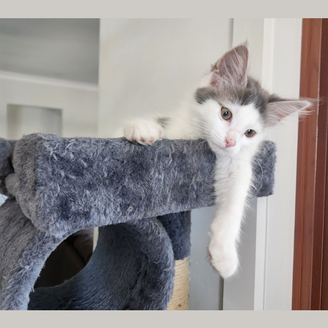 Photo of Clover