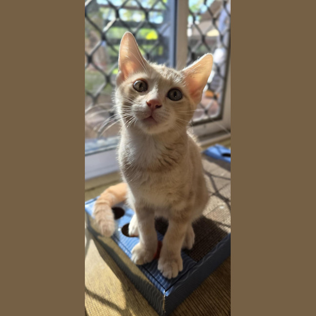 Photo of Simba