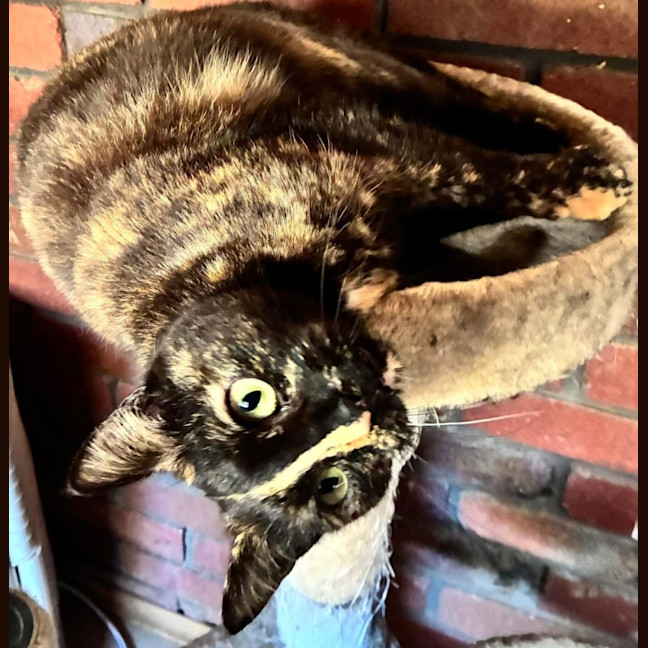 Photo of Hazel Reba
