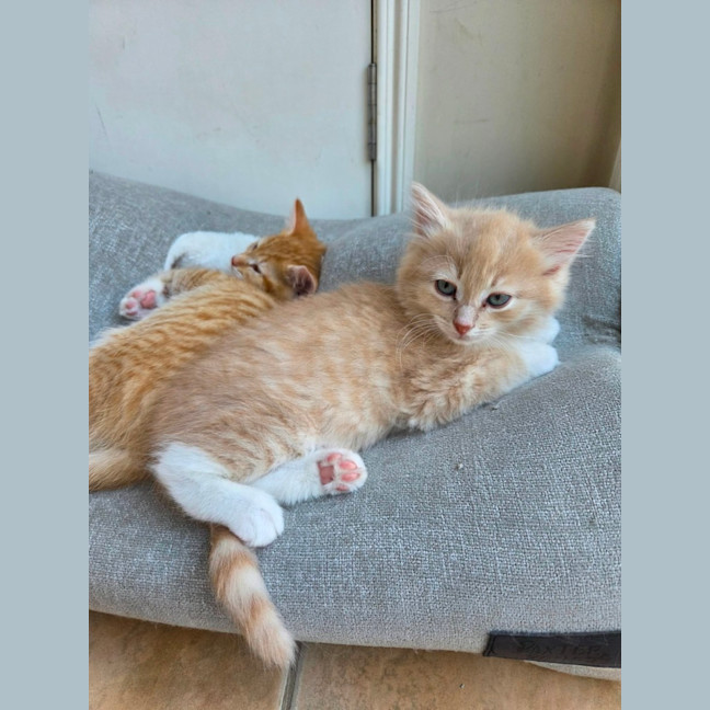 Photo of Theodore