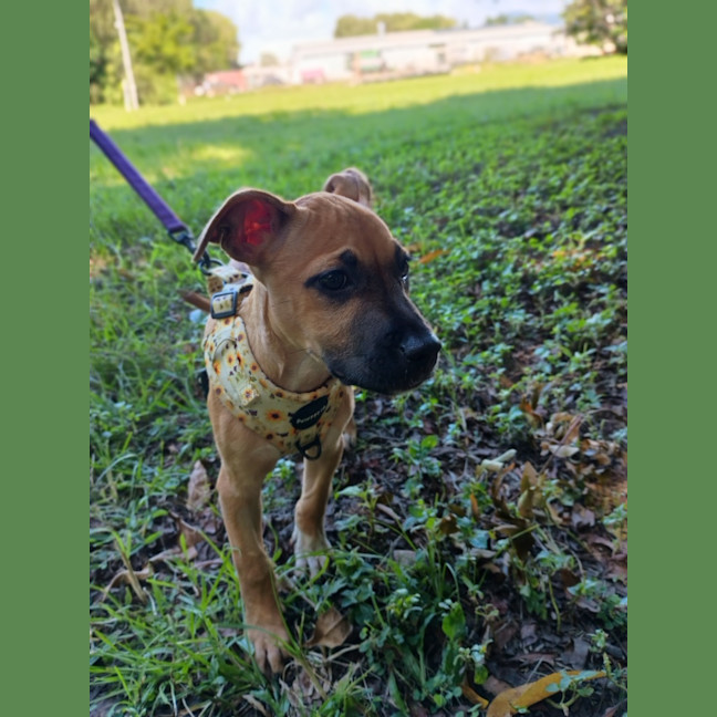 Photo of Astor