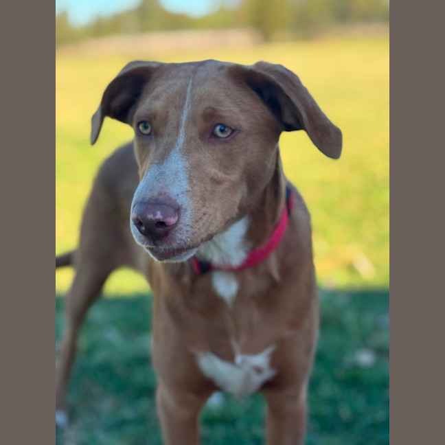 Photo of Blaze