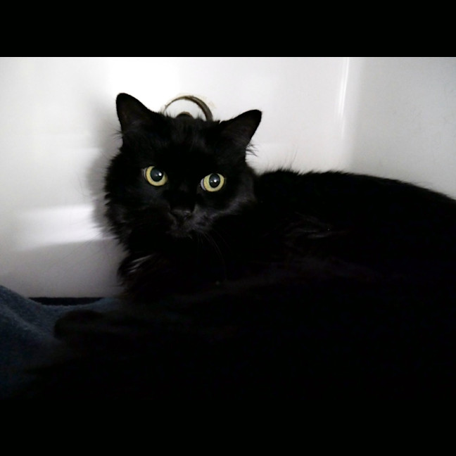 Photo of Charcoal & Zephur