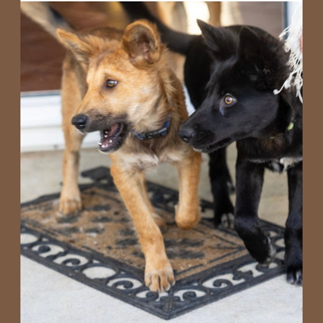 Photo of Heli   6 Month Old Dingo X (Trial 29/12)