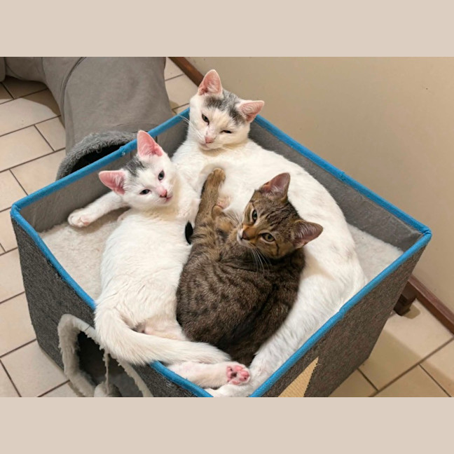 Photo of Snowball