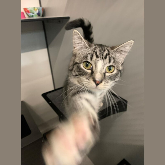 Photo of Annabelle