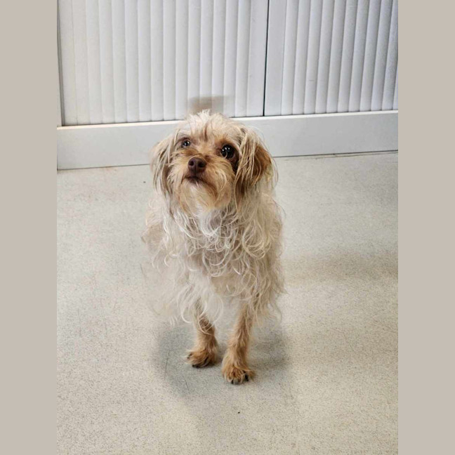 Photo of 🥐 Sandy 6064 🥐