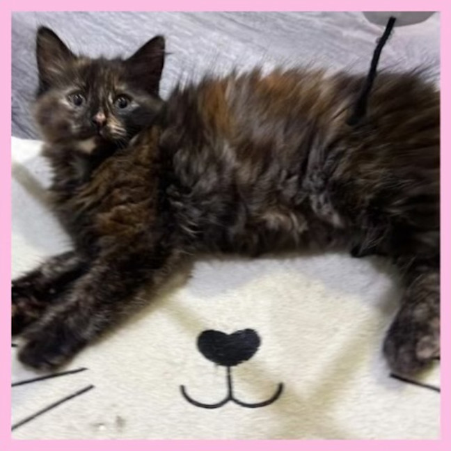 Photo of Nahla