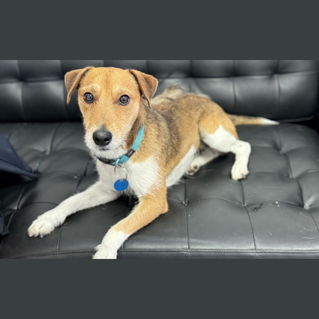 Photo of Rufus