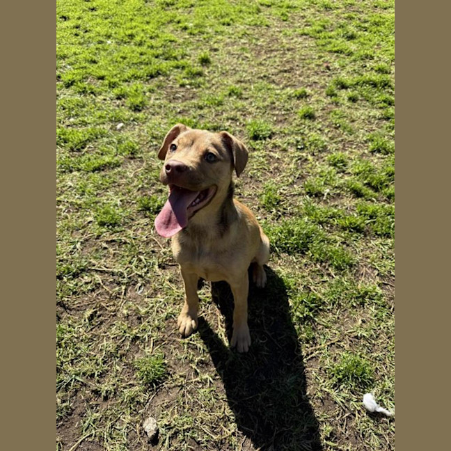 Photo of Maple