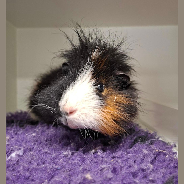 Photo of Romeo (Bonded With Cupid)