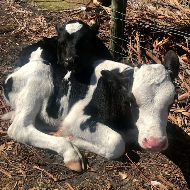 Photo of Billy & Chance