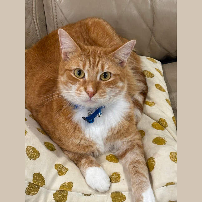 Photo of Goldie
