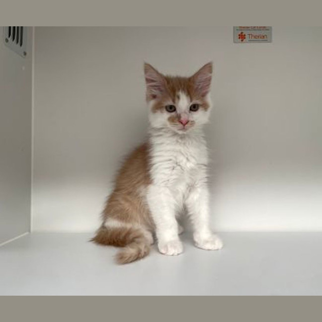 Photo of Caramel