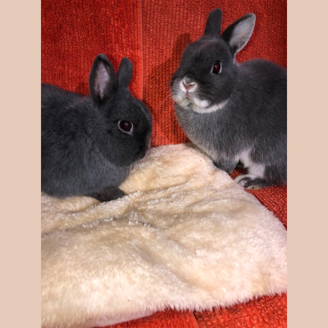 Photo of Fig & Trixie