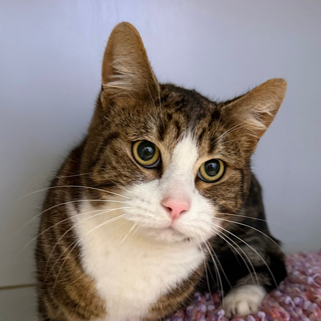 Photo of Humphrey 