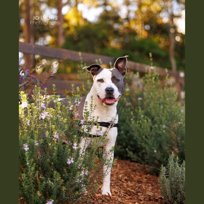 Photo of Sasha   4 Year Old American Staffy