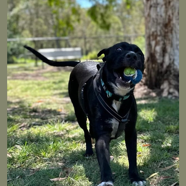 Photo of Blaze