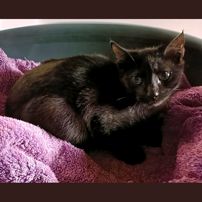 Photo of Salem