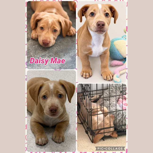 Photo of Daisy Mae