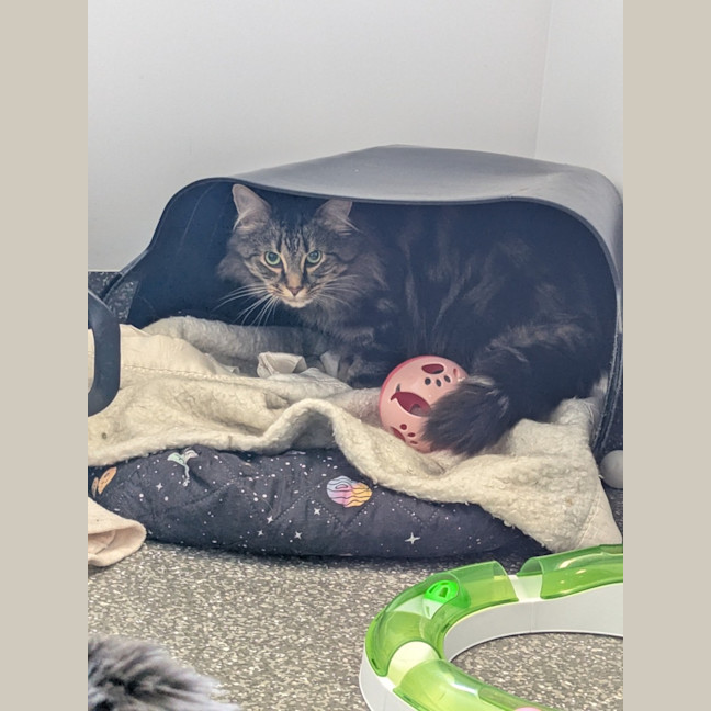 Photo of Tipsington And Tabbington