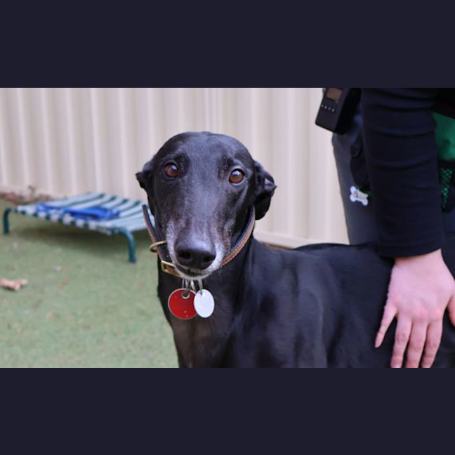 Photo of Onyx