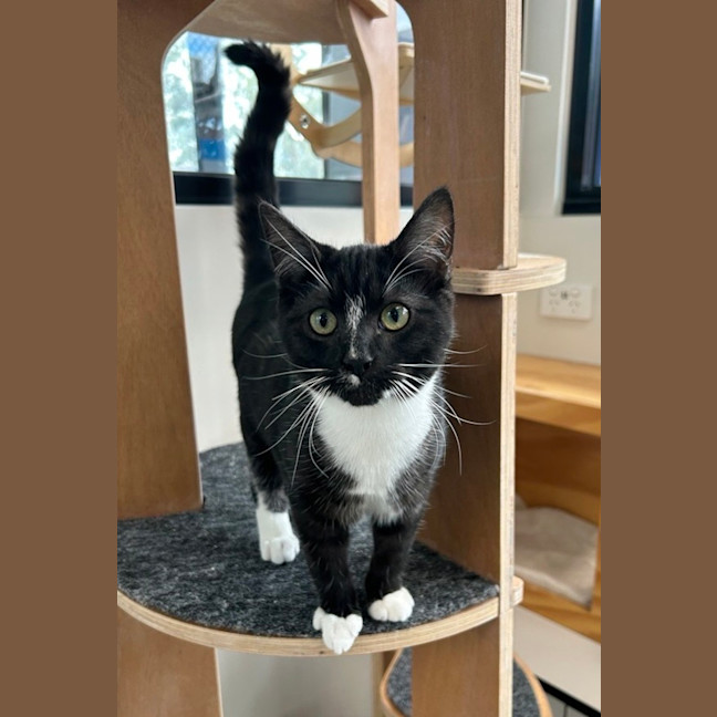 Photo of Einstein (Bonded To Hunter)