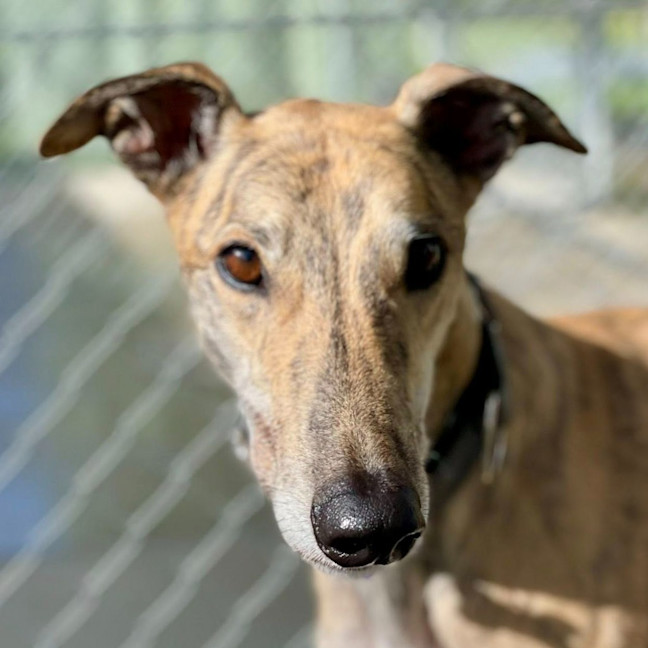 Photo of Maxwell The Greyhound