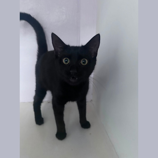 Photo of Ebony