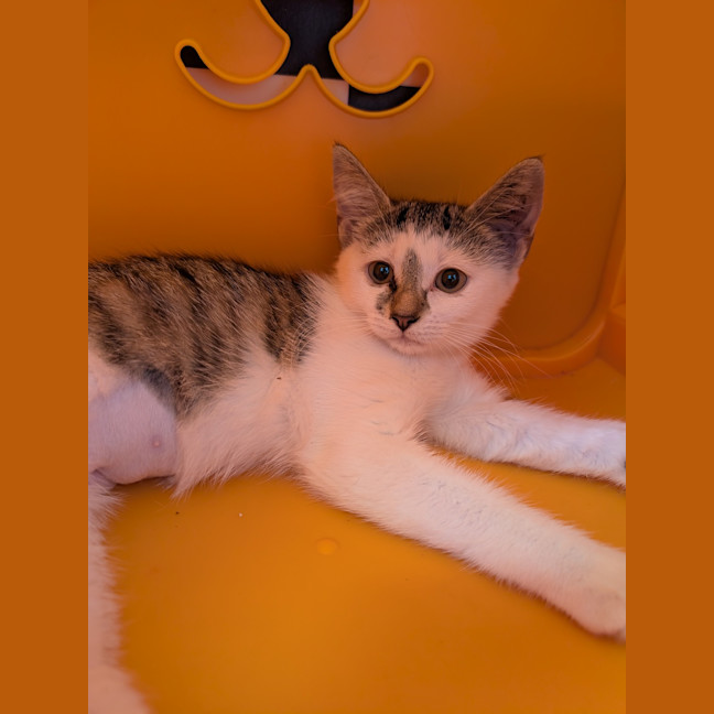 Photo of Birdie