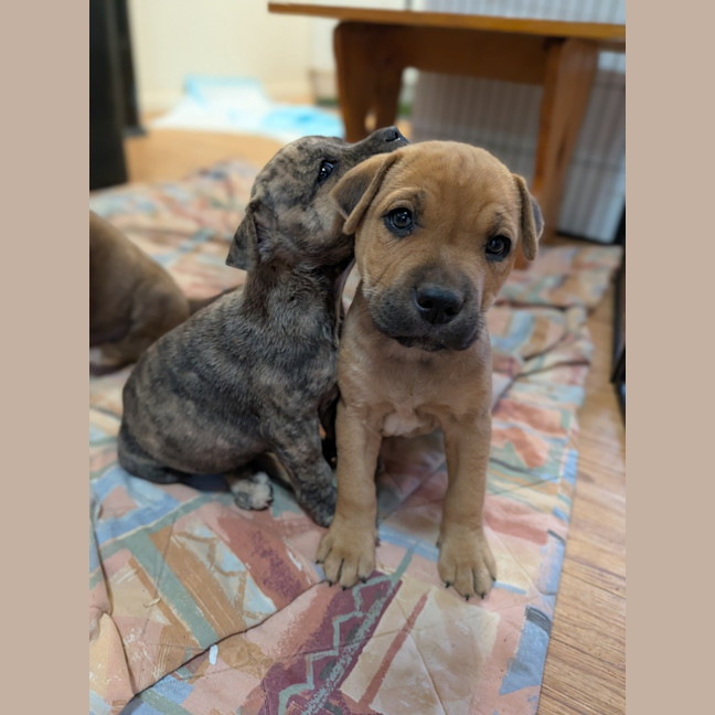 Photo of Dopey