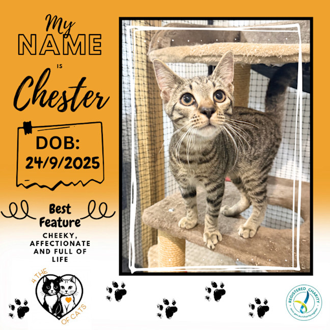 Photo of Chester
