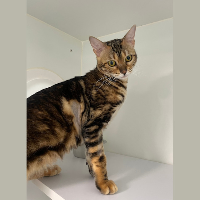 Photo of Tikka Meowsala