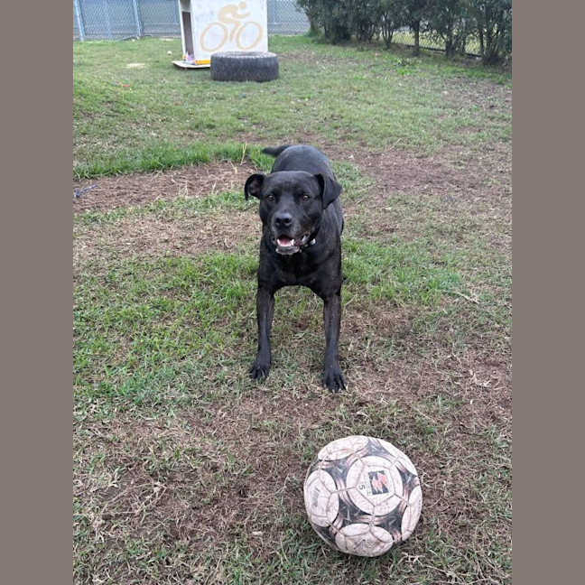 Photo of Koda