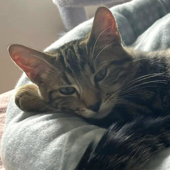 Photo of Moe