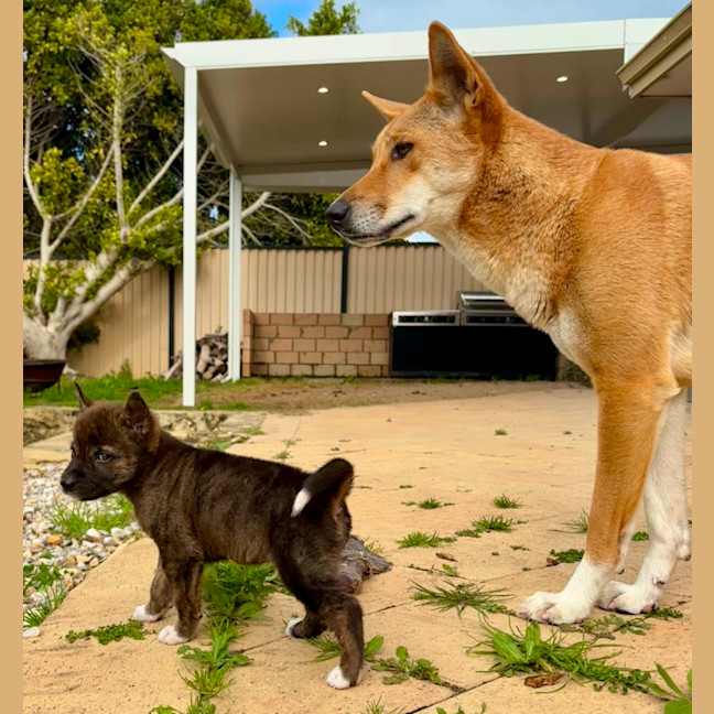 Photo of Koa