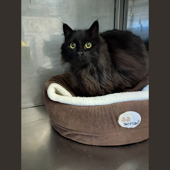 Photo of Gizmo
