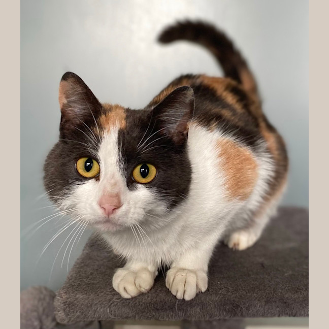 Photo of Toffee