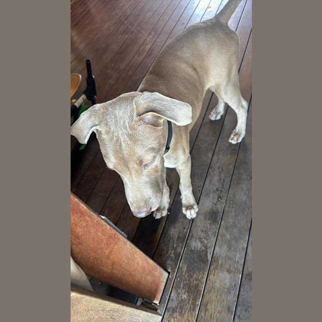 Photo of Brutus