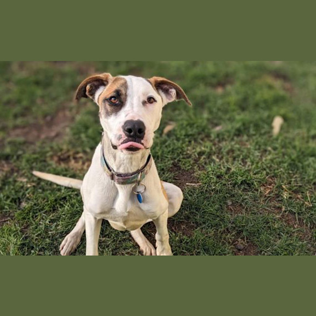 Photo of Bumble