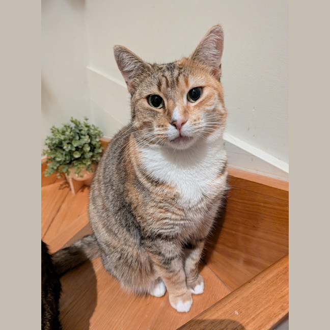 Photo of Tia Torrens