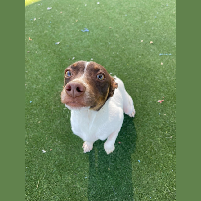 Photo of Nemo Imp 1733