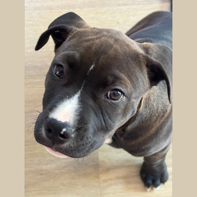 Photo of Nala