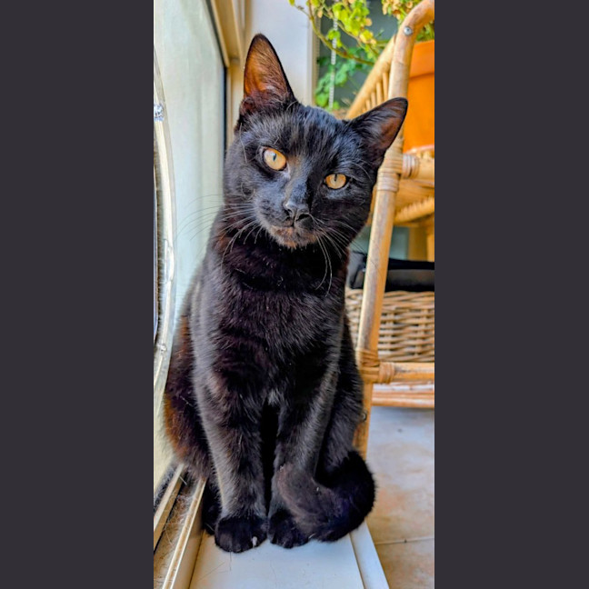 Photo of Wolfie
