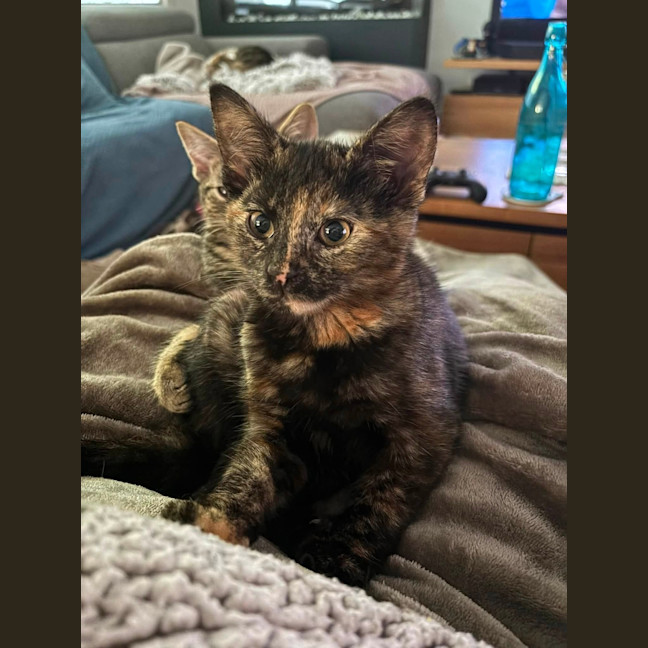Photo of Marble