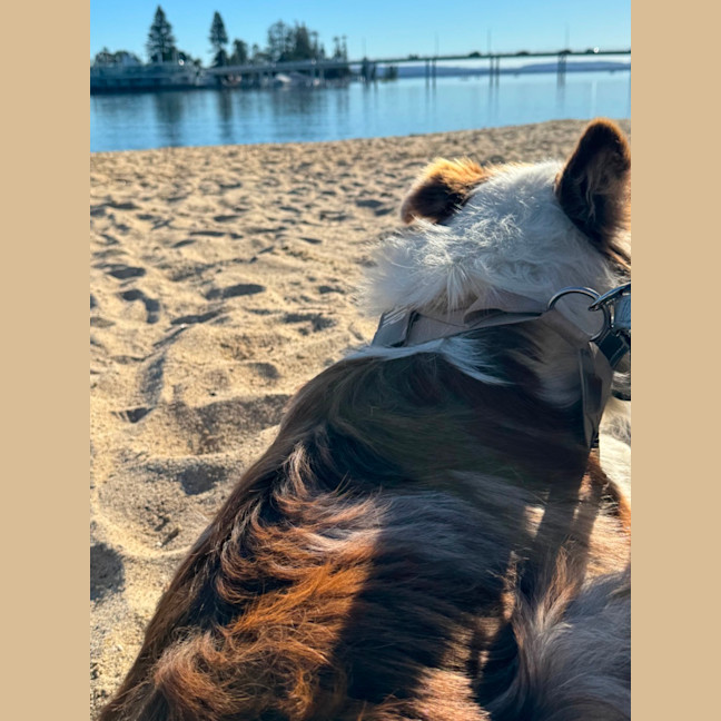 Photo of Chip